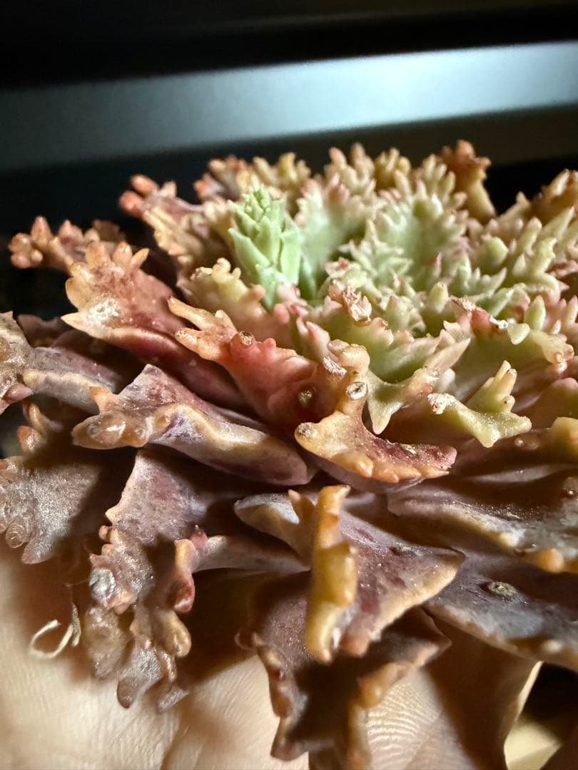 多肉植物　✨スターファイヤー✨　カット苗　札なし　大きめ　美苗　速達orヤマト便