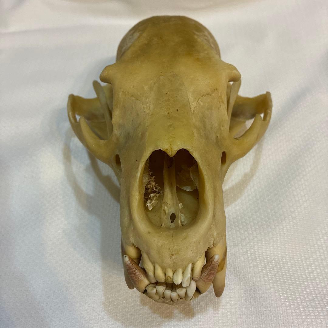 ツキノワグマ 頭蓋骨