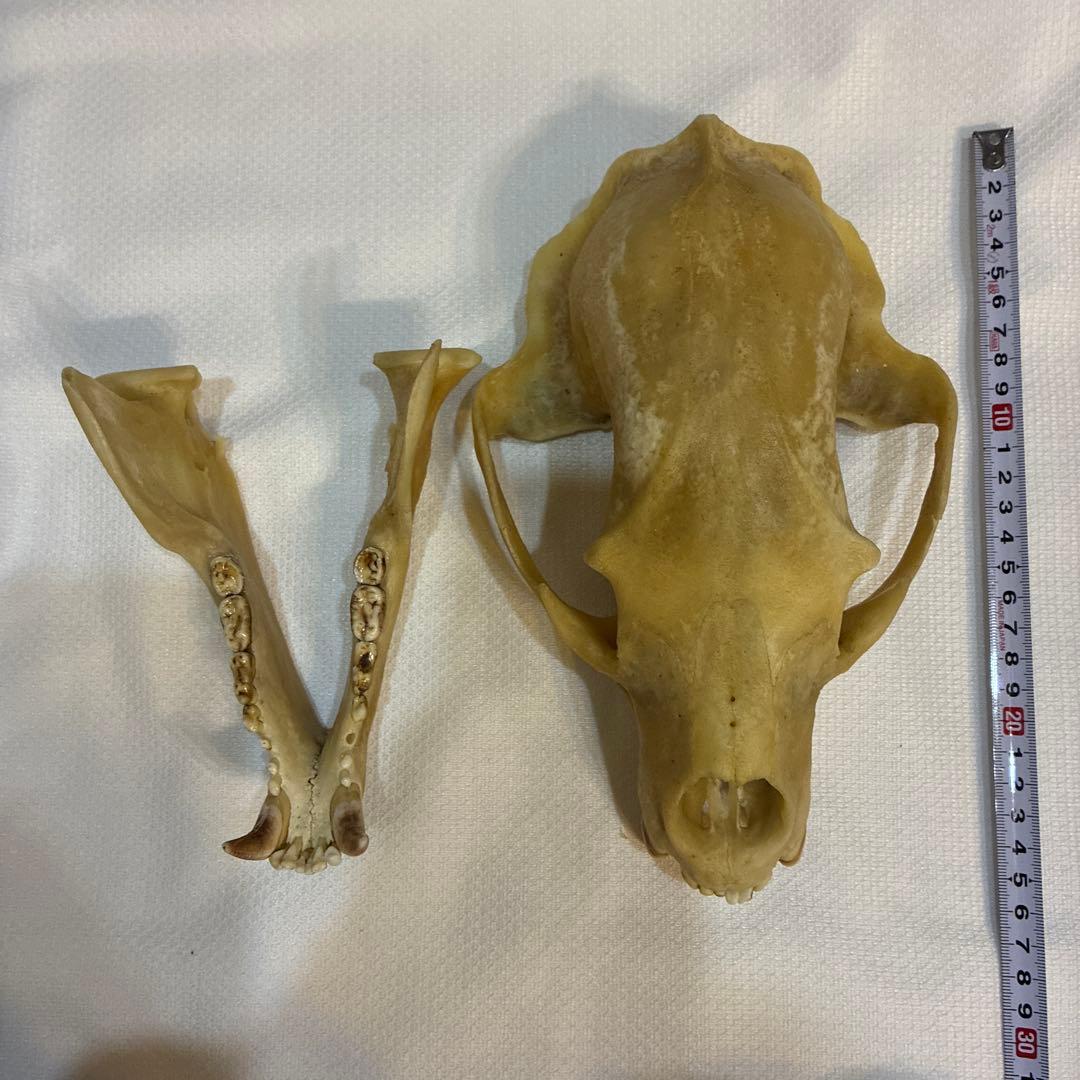 ツキノワグマ 頭蓋骨