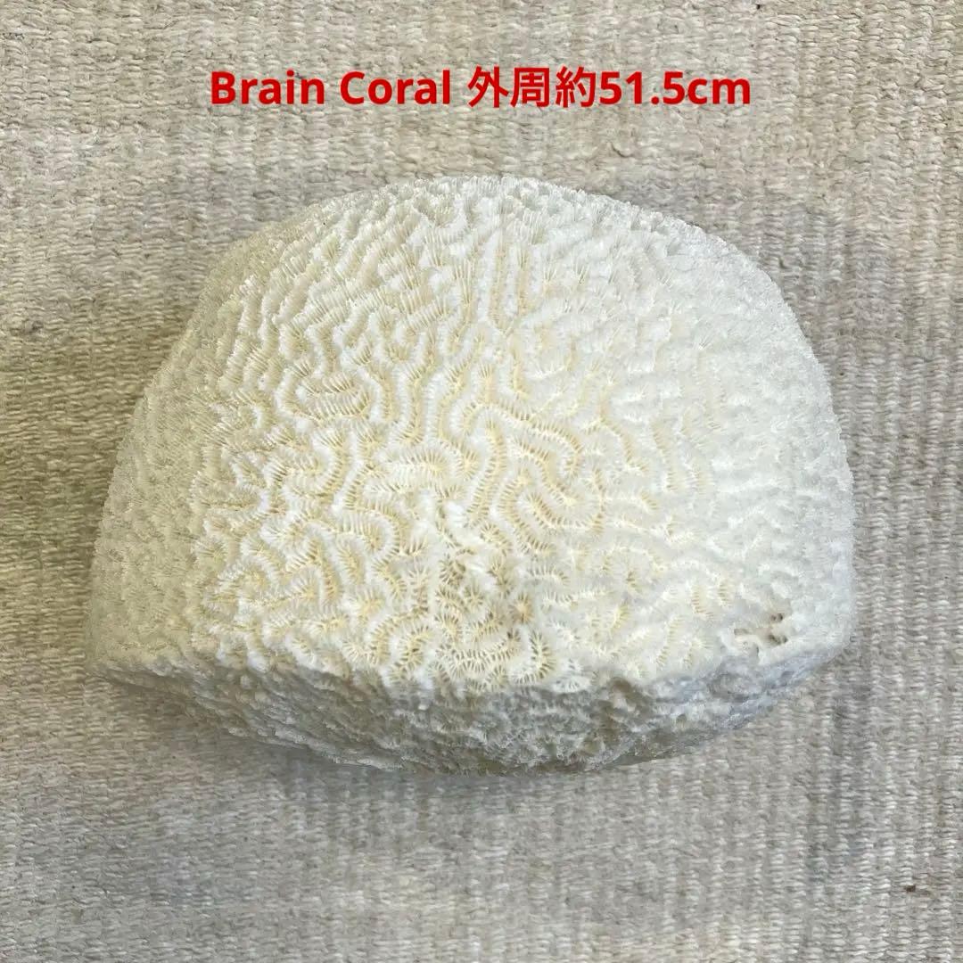 ブレインコーラル サンゴ 標本 16cm 自然科学 インテリア アクアリウム