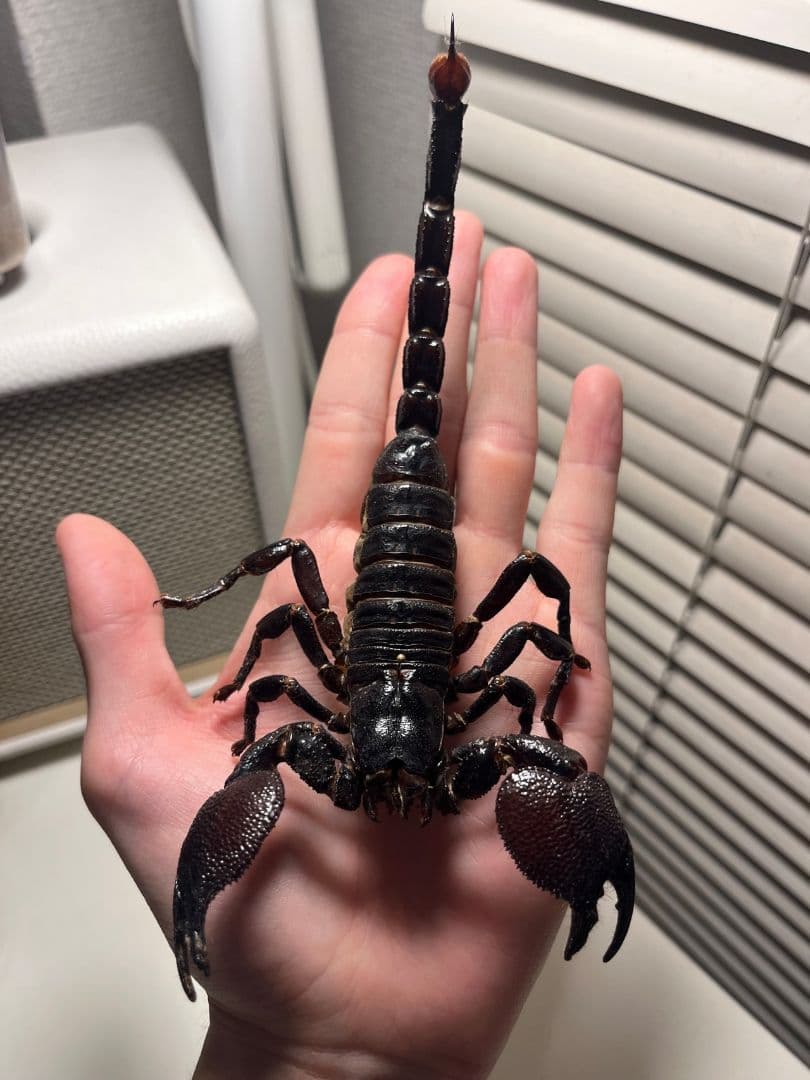 【150mm程】ダイオウサソリ エンペラースコーピオンムカデセンチピード