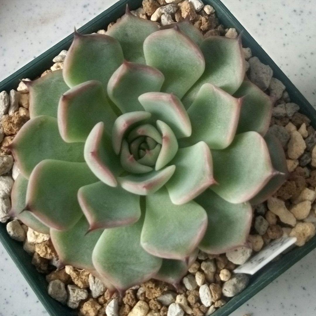 ラズベリーメモリーズ　ミックスベリア　おらいさん　多肉