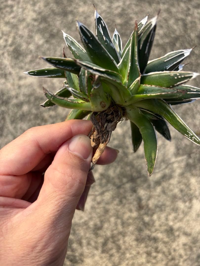 アガベ　笹の雪　白外斑入　子株3個付　極上株