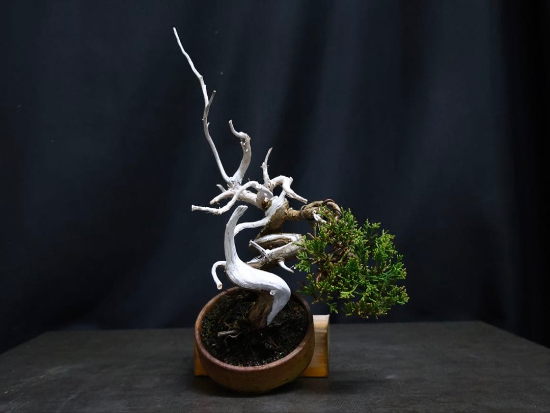 逸品　糸魚川真柏　幹芸良　真柏　小品盆栽　天シャリ　天ジンシャリ芸　樹高14cm