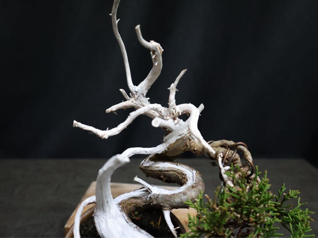 逸品　糸魚川真柏　幹芸良　真柏　小品盆栽　天シャリ　天ジンシャリ芸　樹高14cm