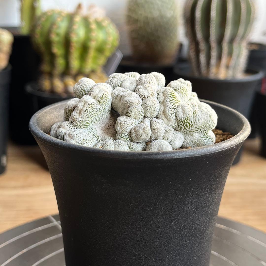 エピテランサ・小人の帽子 モンスト(抜き苗)