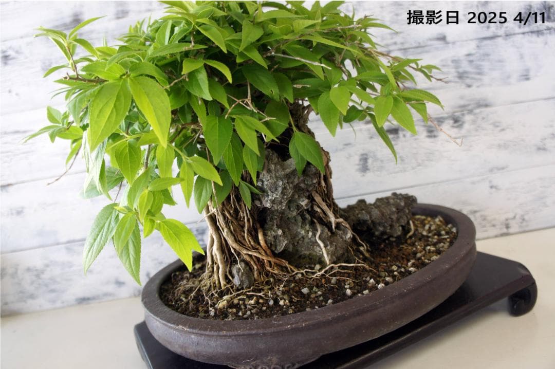 盆栽 『ウツギ 石付き』 石 インテリア 観葉植物 園芸 送料無料 b109