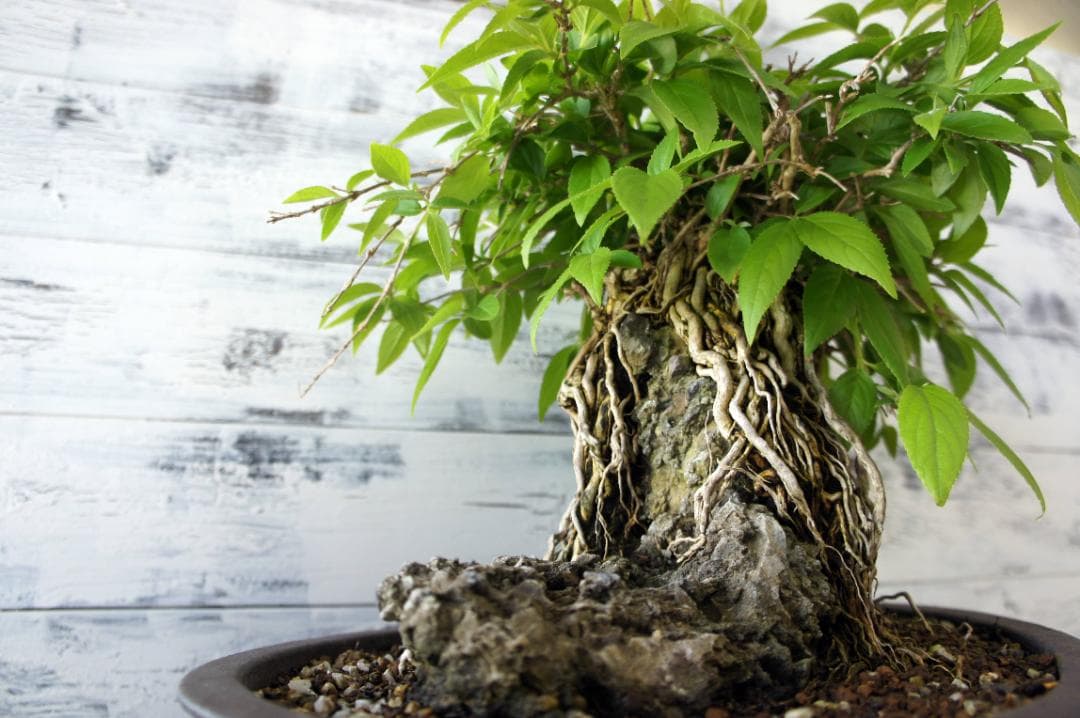 盆栽 『ウツギ 石付き』 石 インテリア 観葉植物 園芸 送料無料 b109