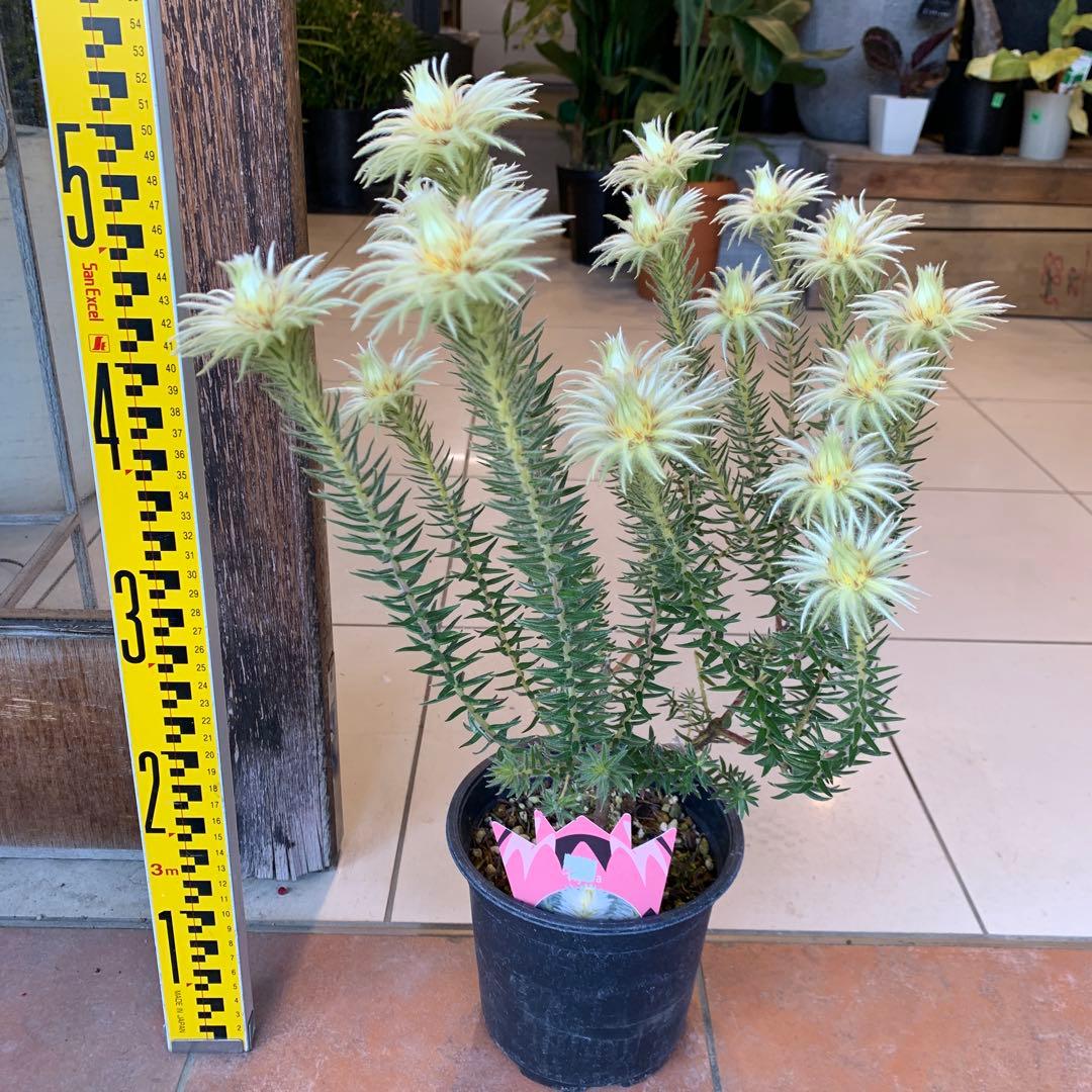 希少 フィリカ プベッセンス ハイドラ 3