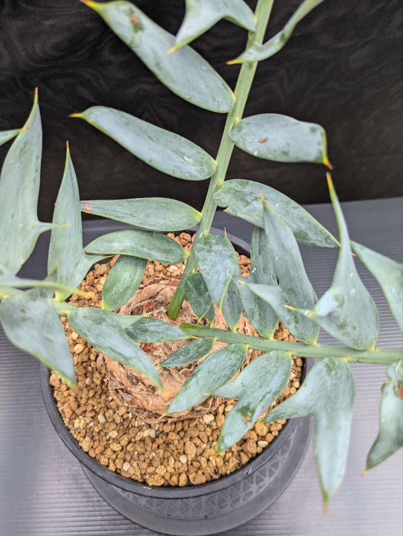 16 エンセファラルトス ホリダス 特大 丸々