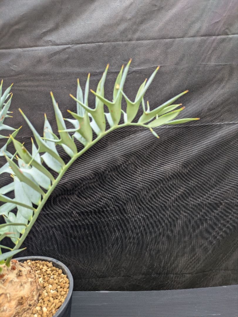 16 エンセファラルトス ホリダス 特大 丸々