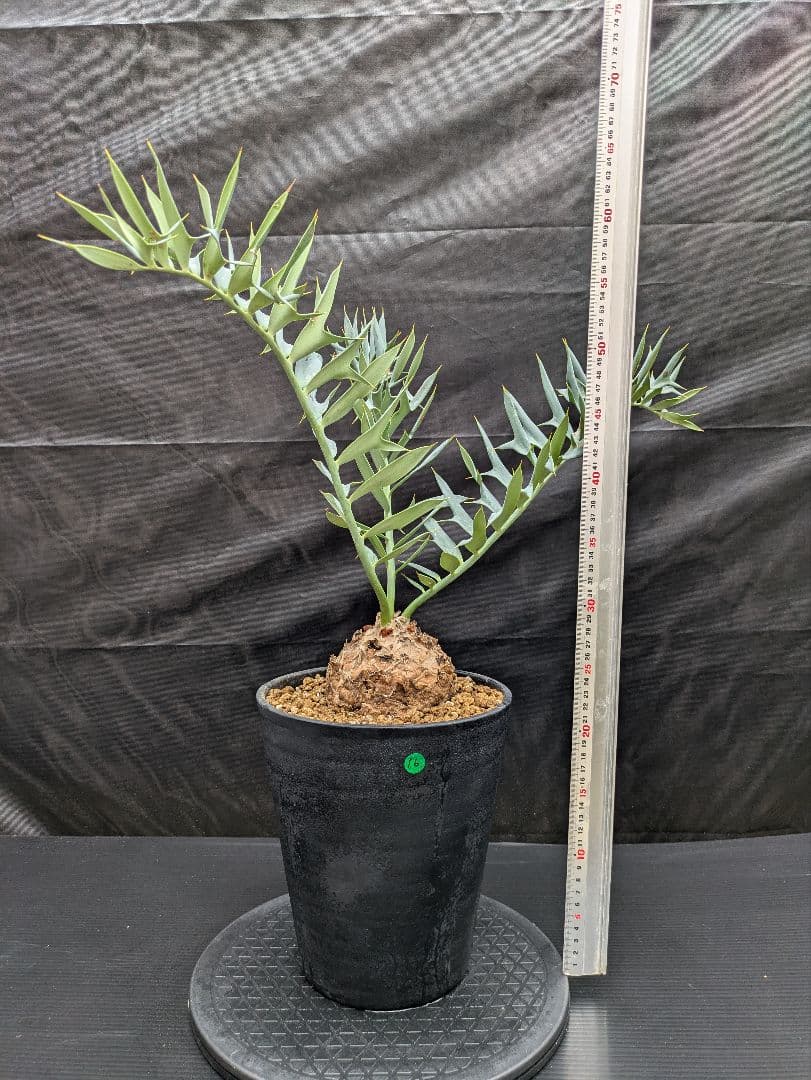 16 エンセファラルトス ホリダス 特大 丸々