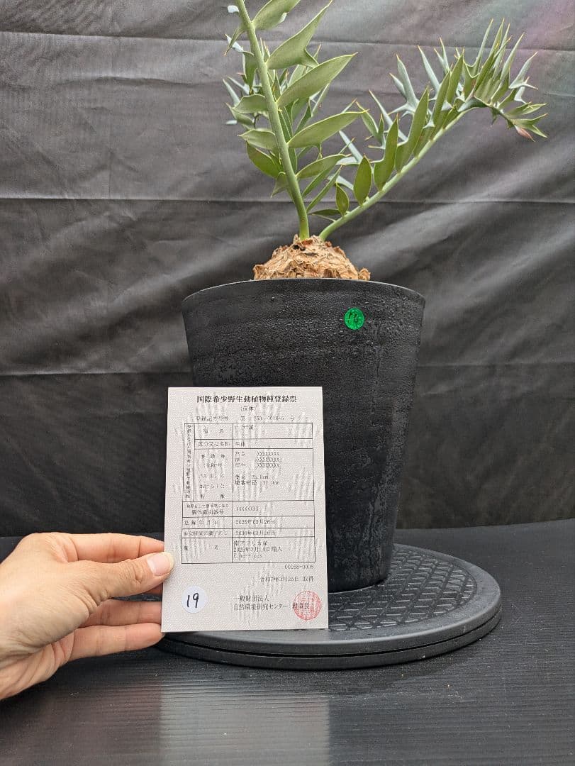 16 エンセファラルトス ホリダス 特大 丸々