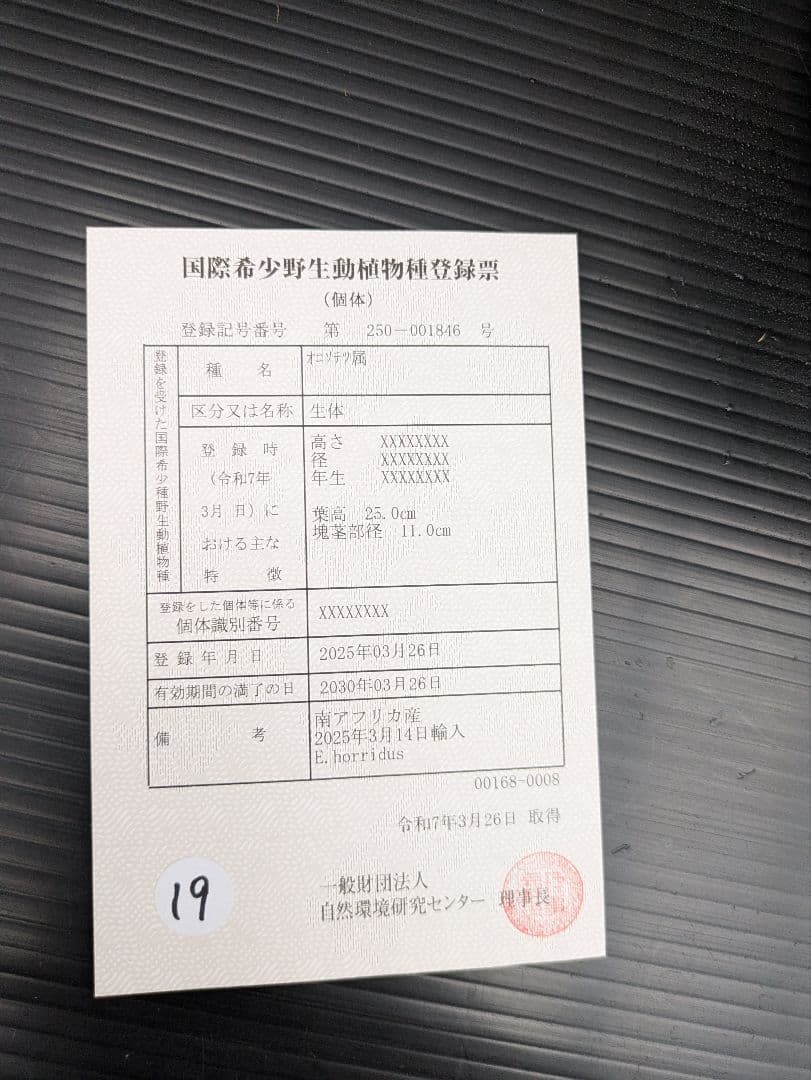 16 エンセファラルトス ホリダス 特大 丸々