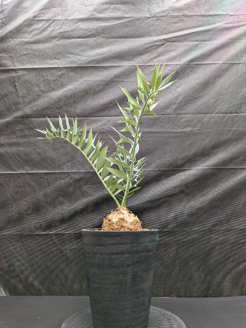 16 エンセファラルトス ホリダス 特大 丸々