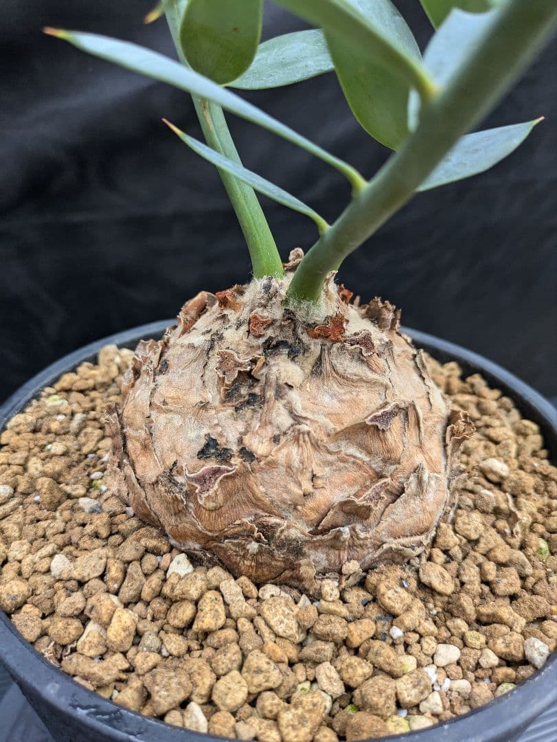 16 エンセファラルトス ホリダス 特大 丸々