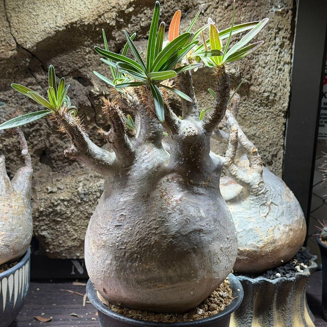 【鉢ごと発送】パキポディウム・グラキリス発根済み