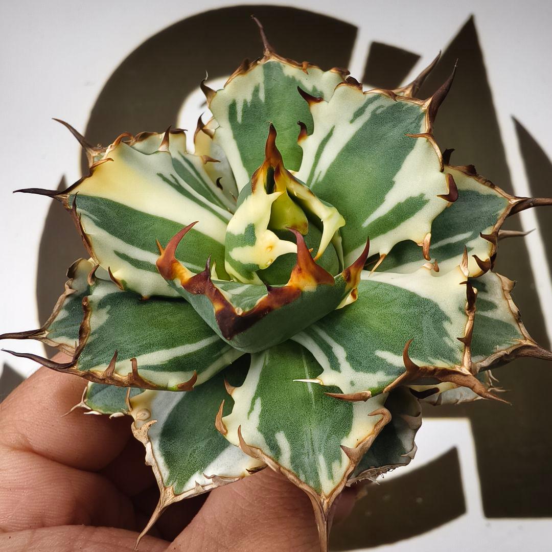 870【上澳園芸】アガベ チタノタ 姫厳竜錦 強棘 短葉 包葉型