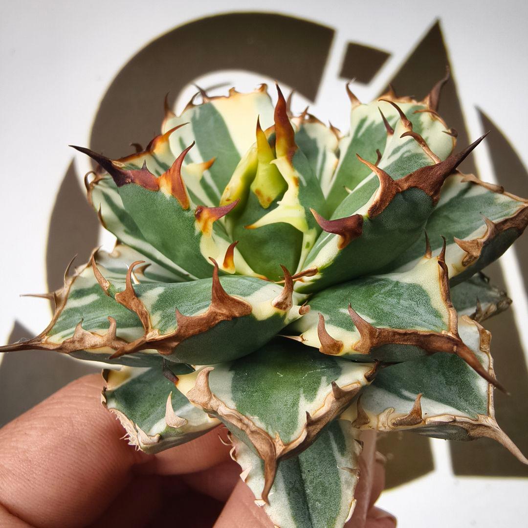 870【上澳園芸】アガベ チタノタ 姫厳竜錦 強棘 短葉 包葉型