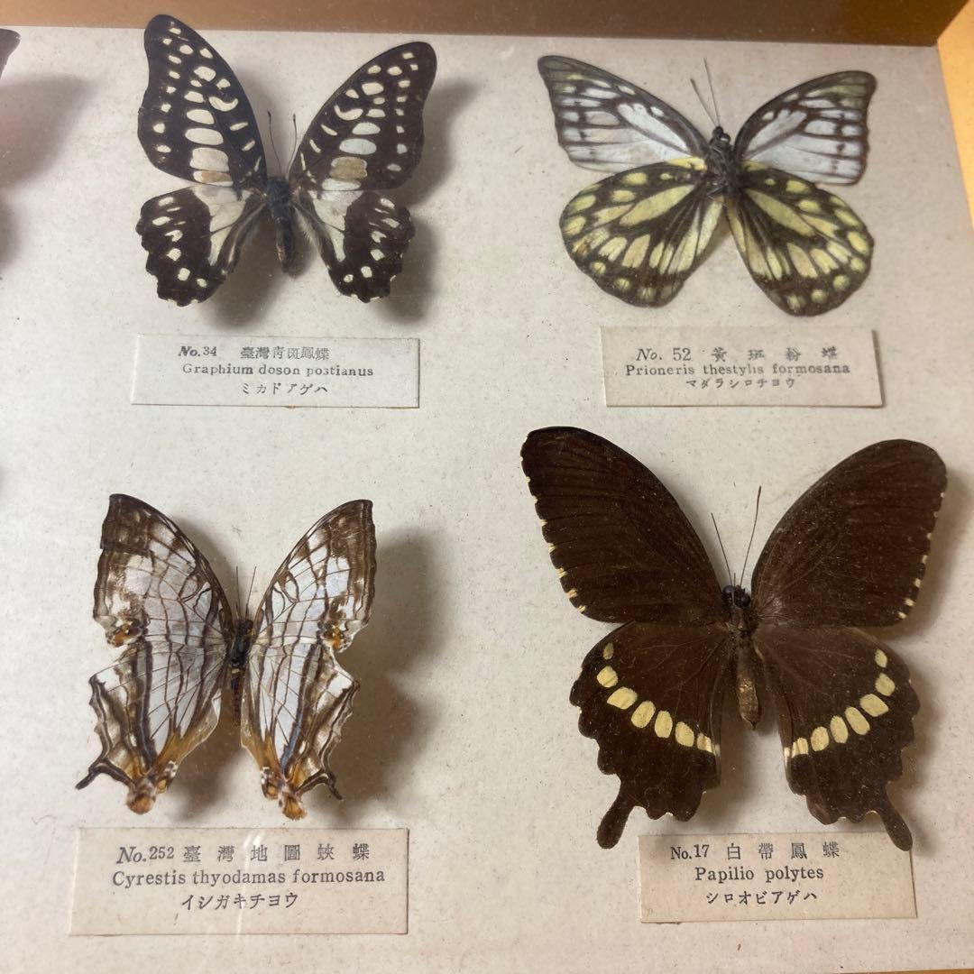 蝶の標本コレクション