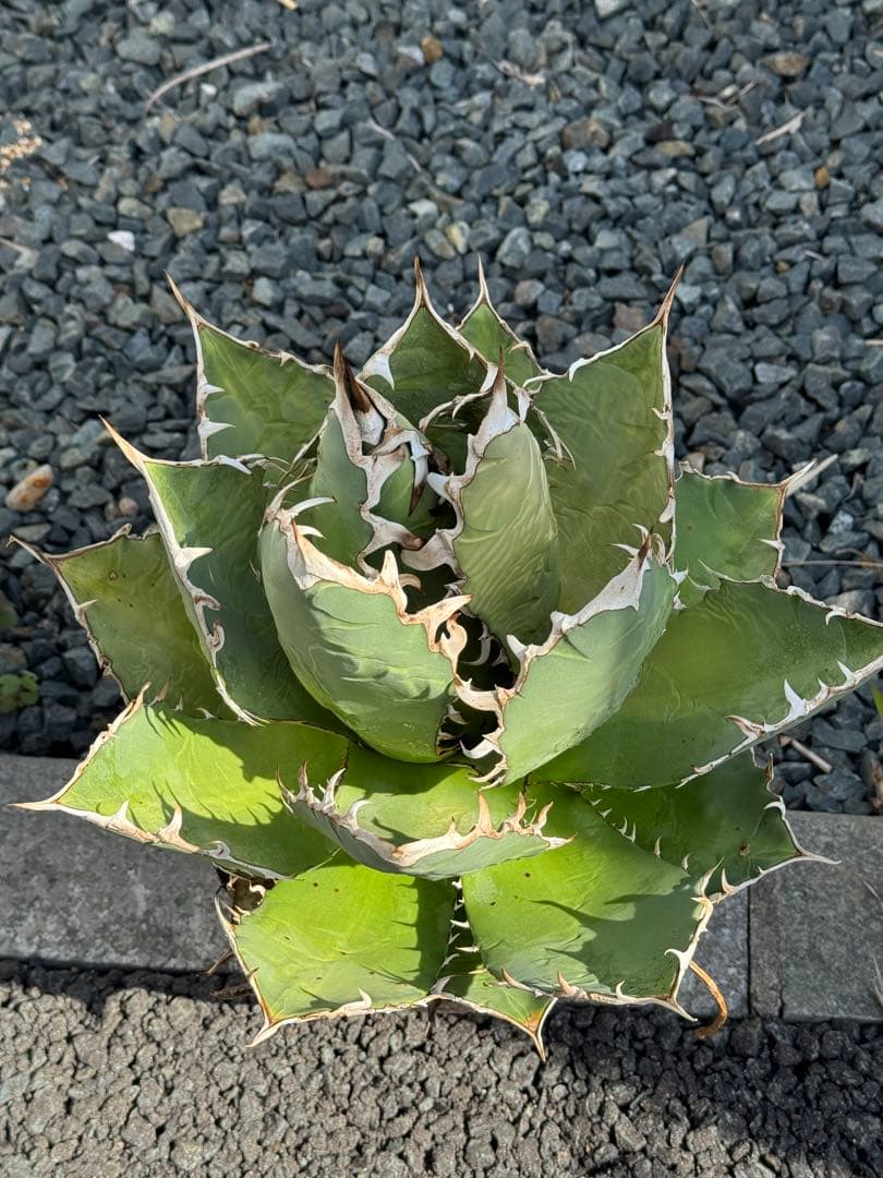 アガベ　チタノタ　オテロイ　大株　親株