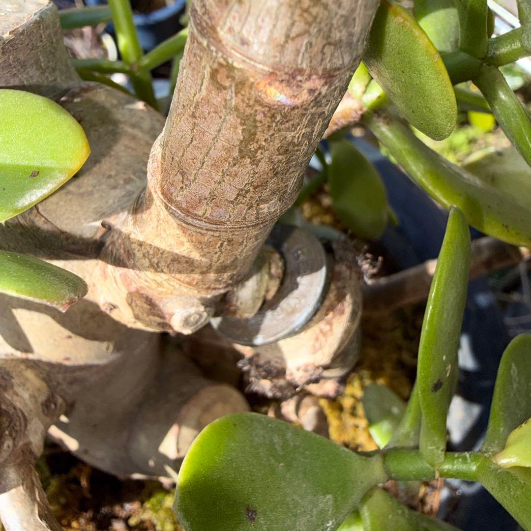 0011 金のなる木 5円玉2個挿入 幹の太様19cm 高さ 60cm