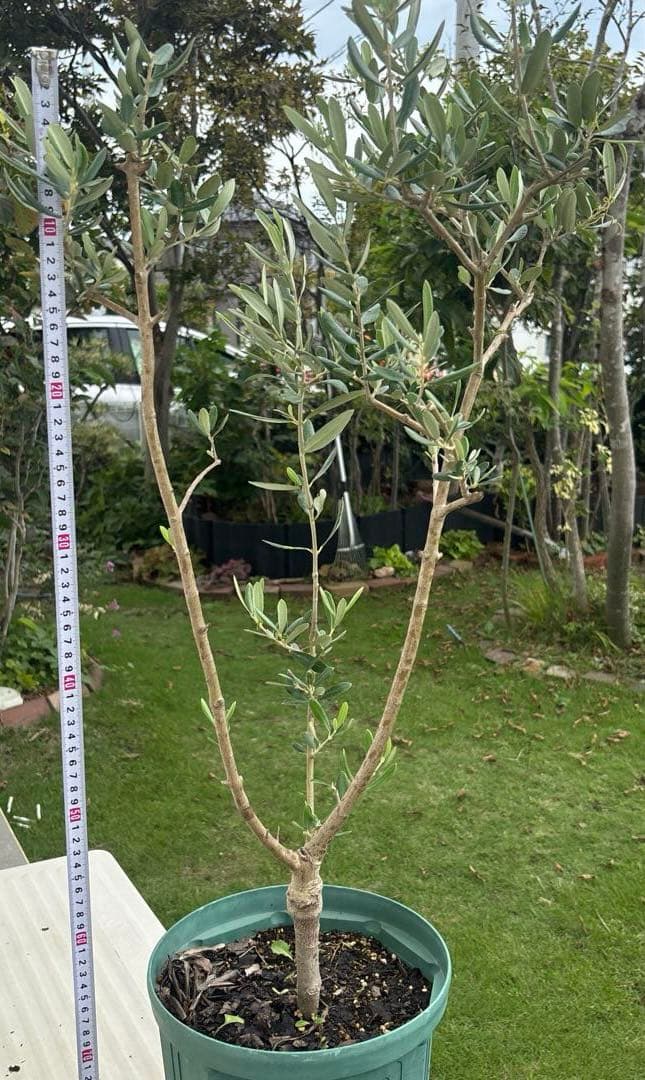 オリーブの木　ブガ　接木　植物　シンボルツリー