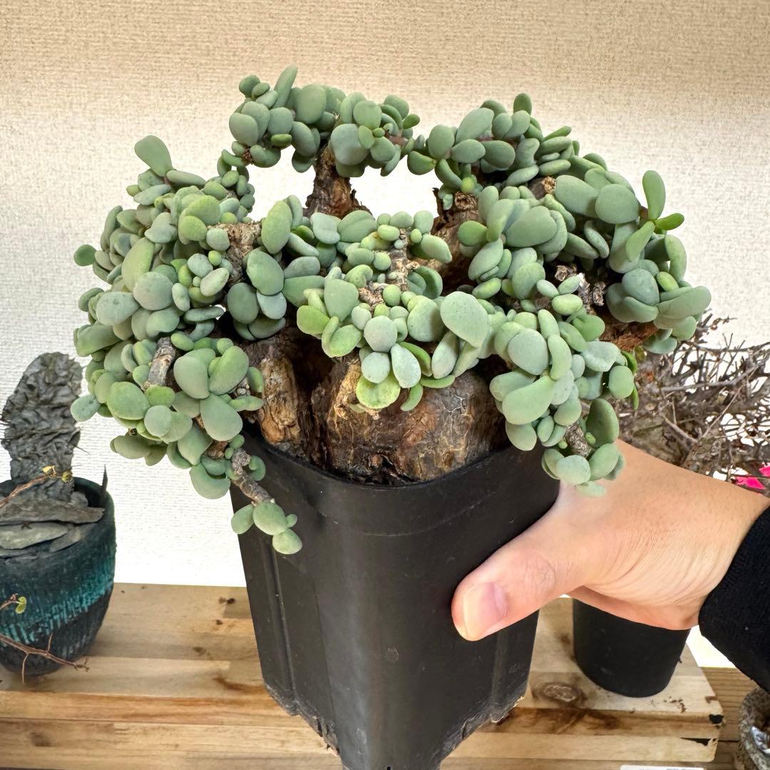 超大型 ケラリア ピグマエア 発根済み 現地球XXLサイズ 鉢ごと発送