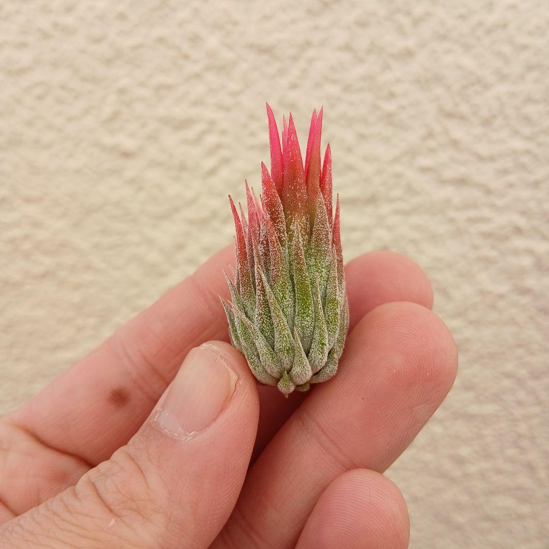 ブロメリア・エアープランツ tillandsia ionantha Apretado (RFI)