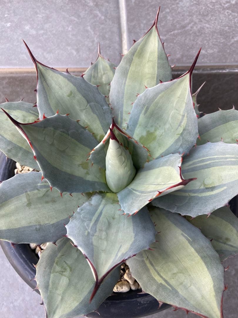 アガベ　パリー　吉祥天錦、径 約26㎝、7号鉢、斑入り（鉢のまま発送）