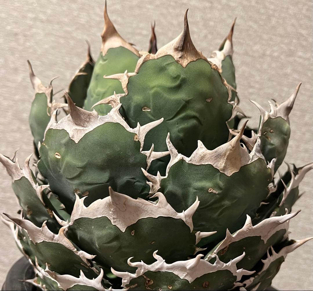 【値下げ】コレクション株　アガベ　ノーネーム　ボールタイプ　極上株