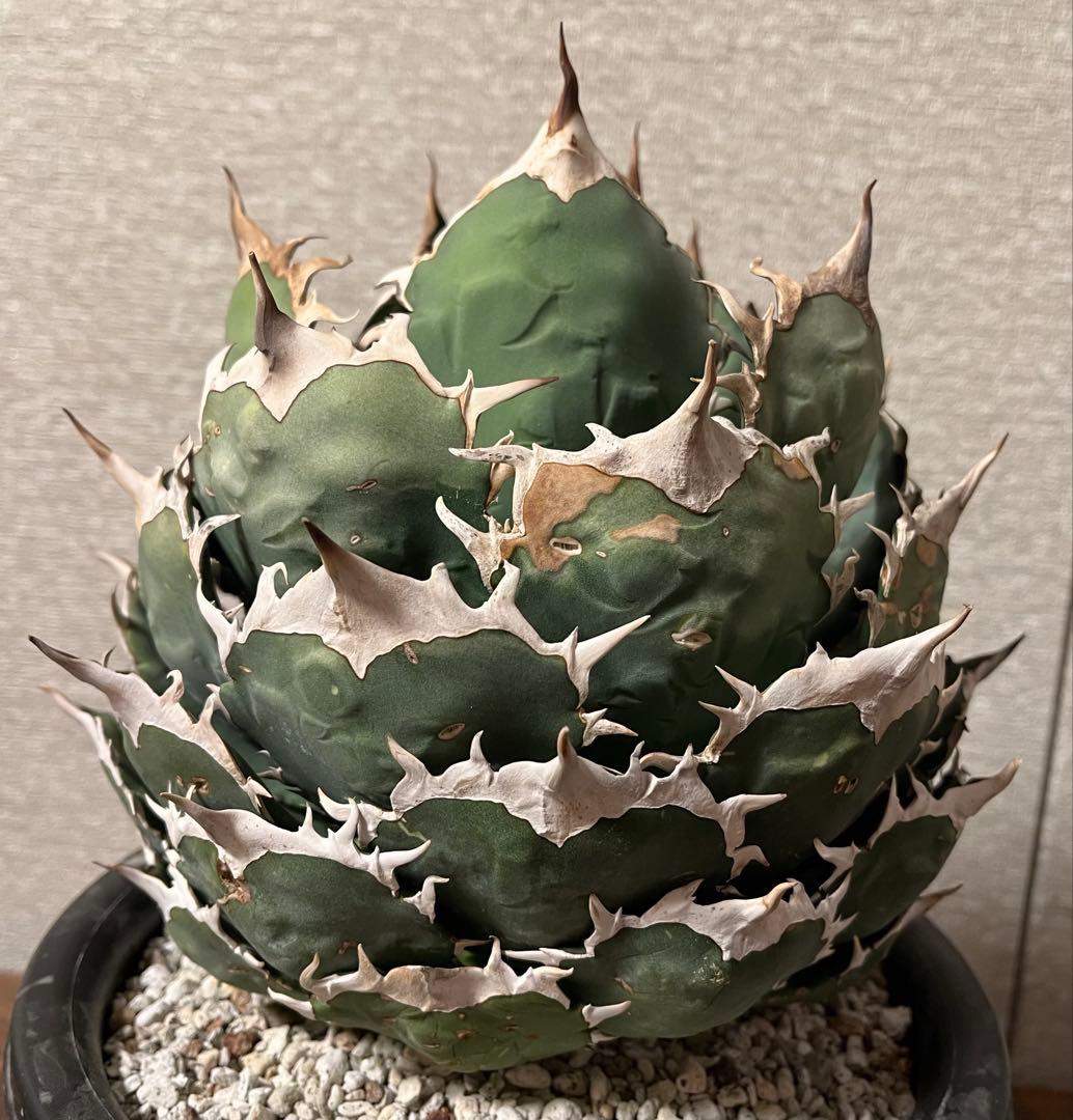 【値下げ】コレクション株　アガベ　ノーネーム　ボールタイプ　極上株