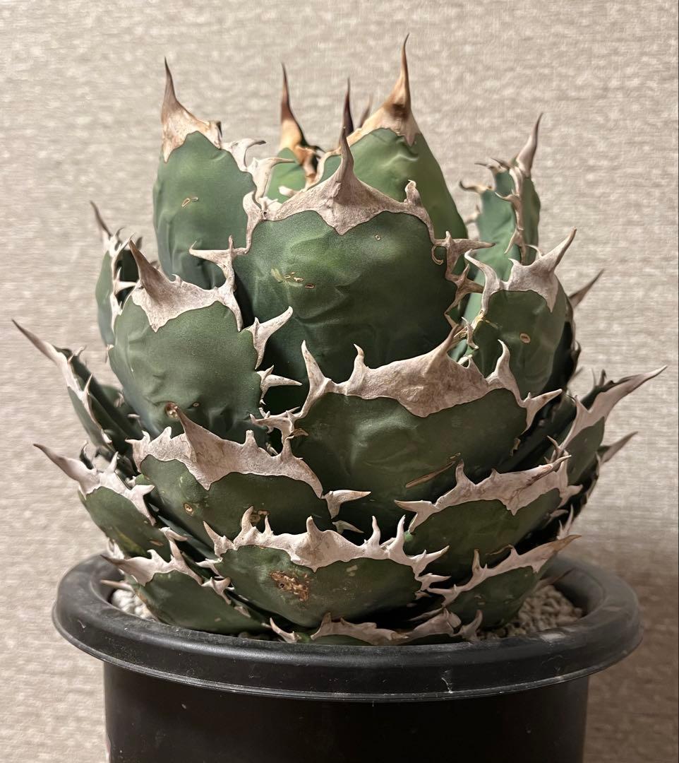 【値下げ】コレクション株　アガベ　ノーネーム　ボールタイプ　極上株