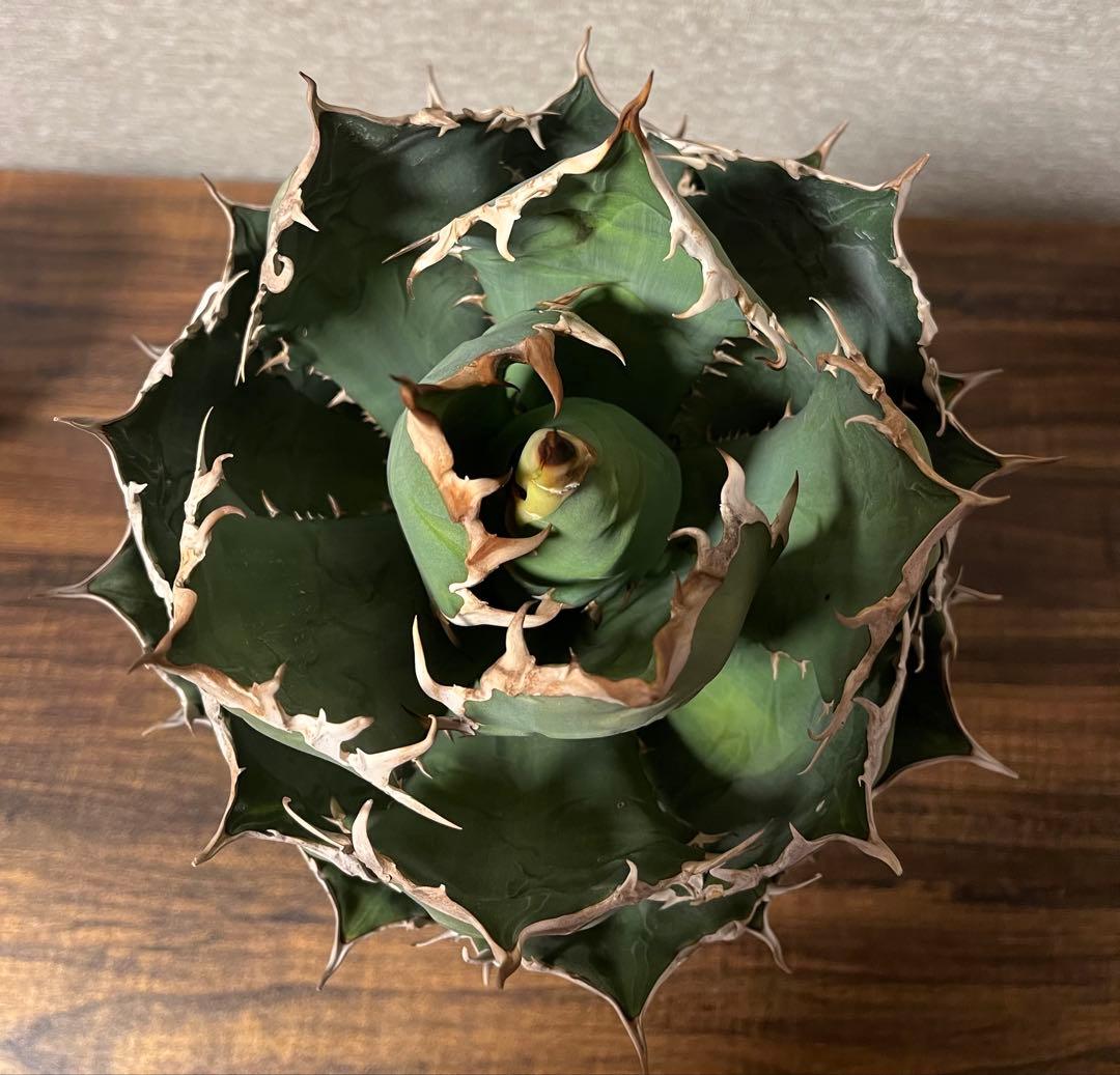 【値下げ】コレクション株　アガベ　ノーネーム　ボールタイプ　極上株