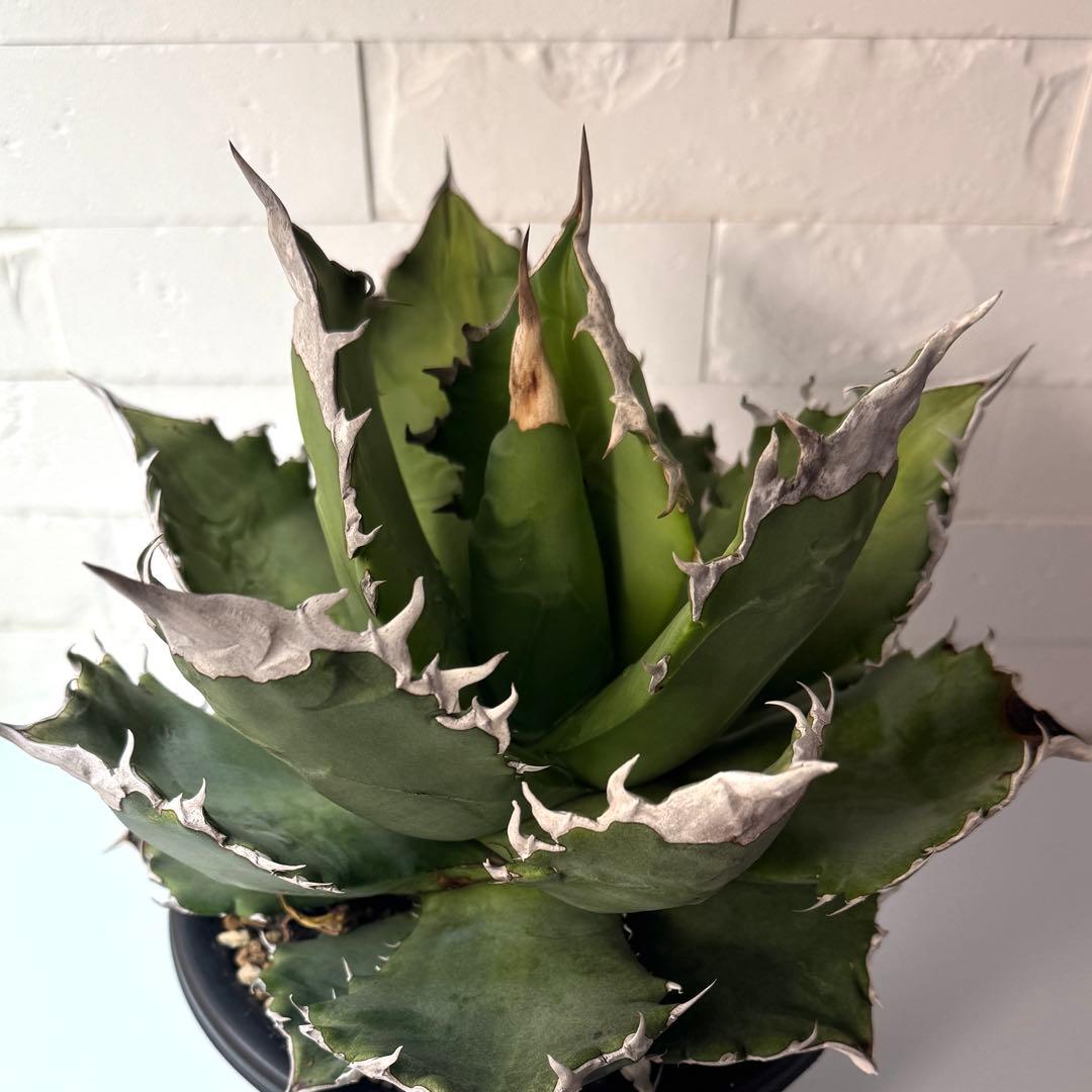 WF50 アガベ チタノタ ホワイトファイヤー 白火焔親株 ※鉢付き発送