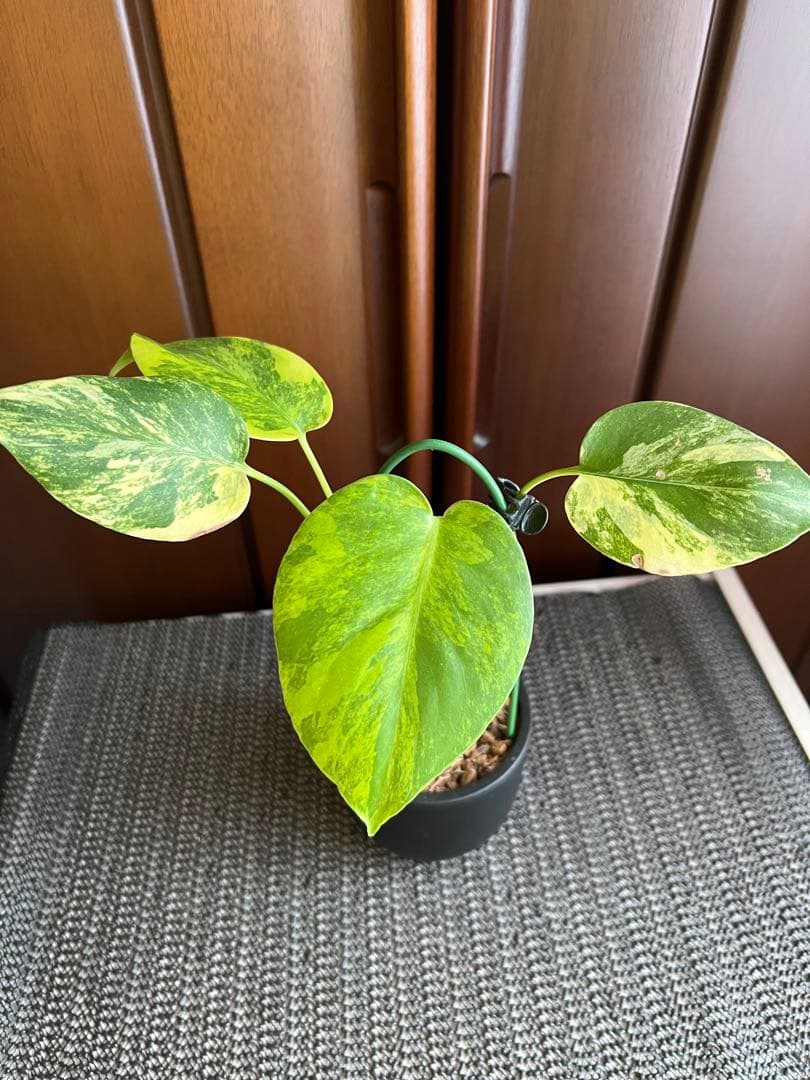 斑入りモンステラデリショーサイエローマリリン