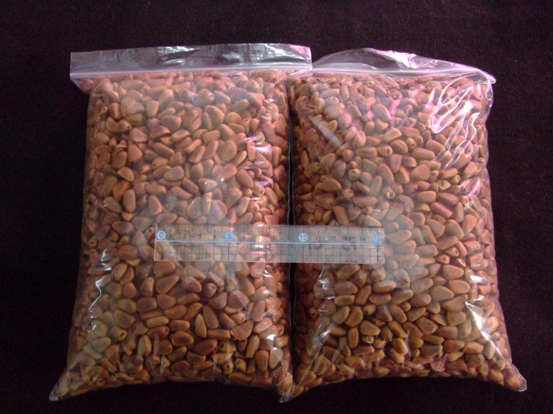 【オウム・インコのおやつ】 北海道産 天然 松の実 3.0kg 木の実