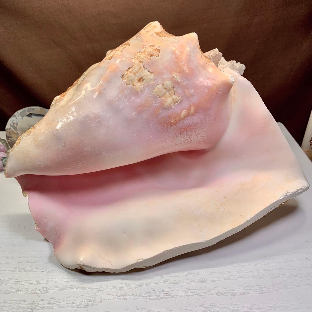 3.大きいクイーンコンクシェル・母貝、貝殻