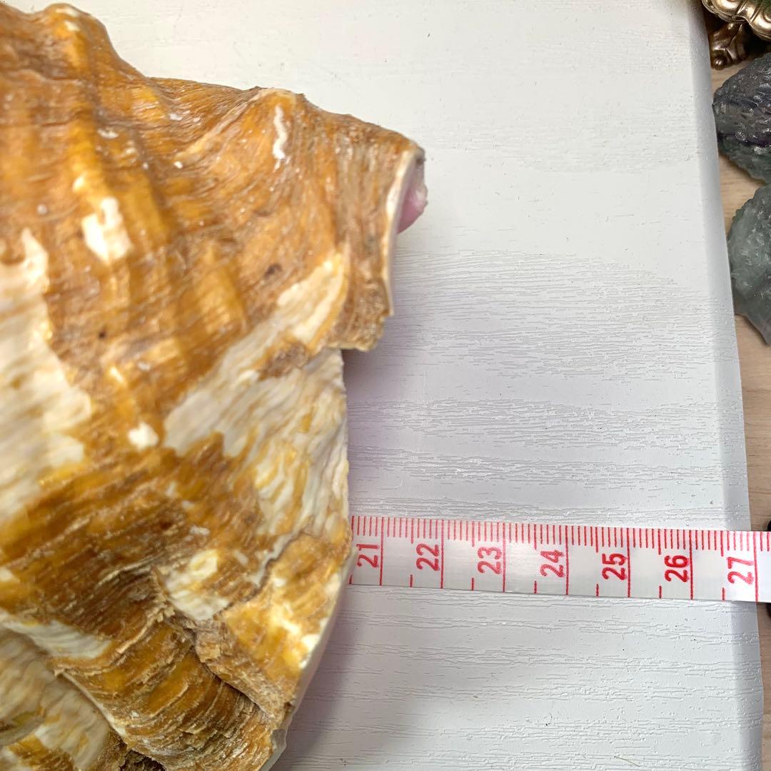 3.大きいクイーンコンクシェル・母貝、貝殻