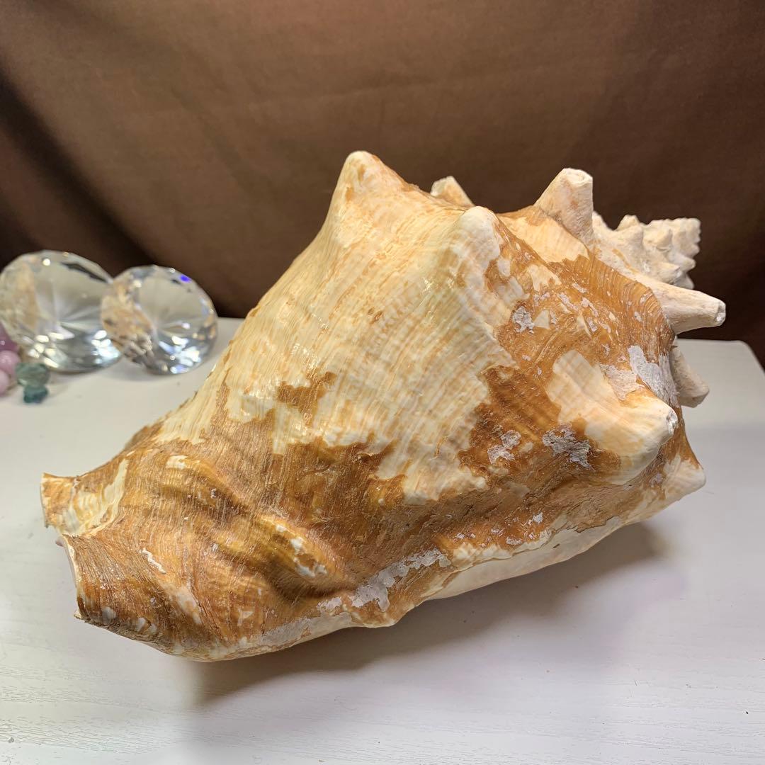 3.大きいクイーンコンクシェル・母貝、貝殻