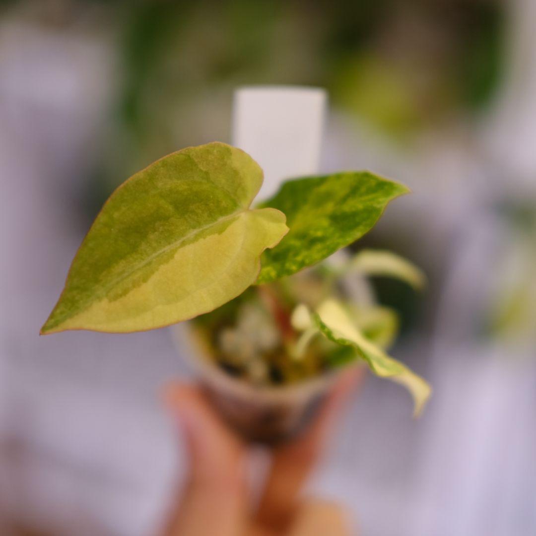 Anthurium Yellow Bell × Red Chocolate