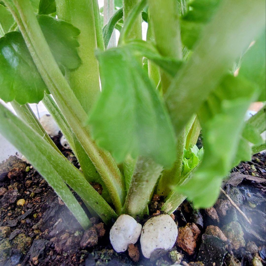 宿根草【タグ付】ラナンキュラスポンポン『マルヴァ』超大輪【５号】ポット苗　発送♪