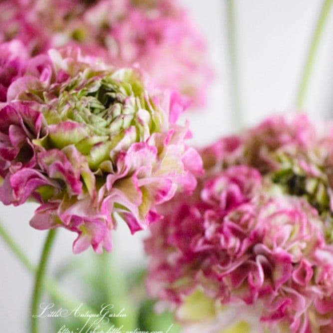 宿根草【タグ付】ラナンキュラスポンポン『マルヴァ』超大輪【５号】ポット苗　発送♪