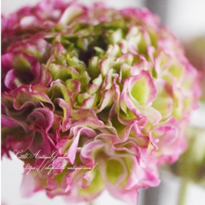 宿根草【タグ付】ラナンキュラスポンポン『マルヴァ』超大輪【５号】ポット苗　発送♪