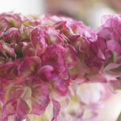 宿根草【タグ付】ラナンキュラスポンポン『マルヴァ』超大輪【５号】ポット苗　発送♪