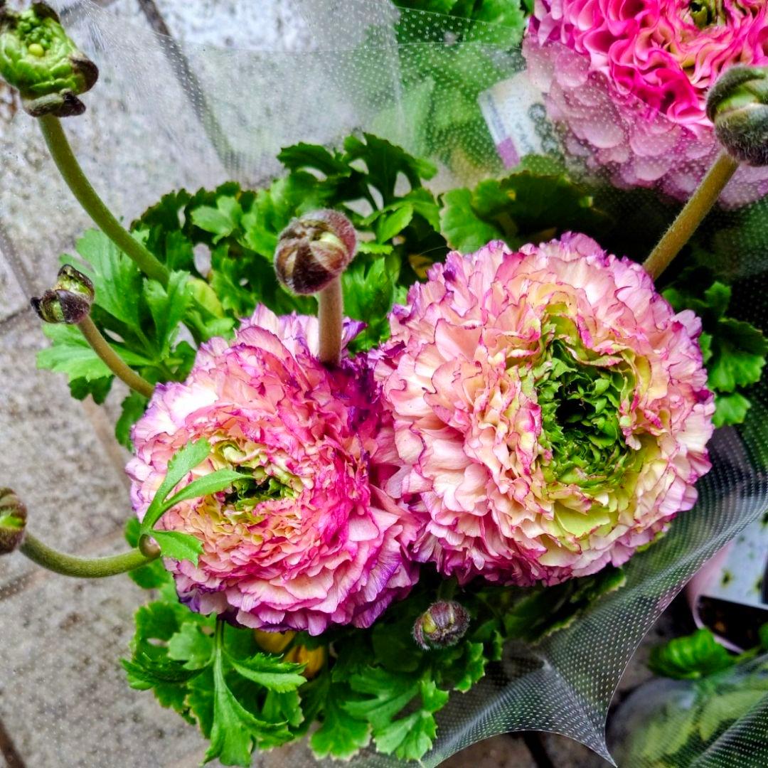 宿根草【タグ付】ラナンキュラスポンポン『マルヴァ』超大輪【５号】ポット苗　発送♪