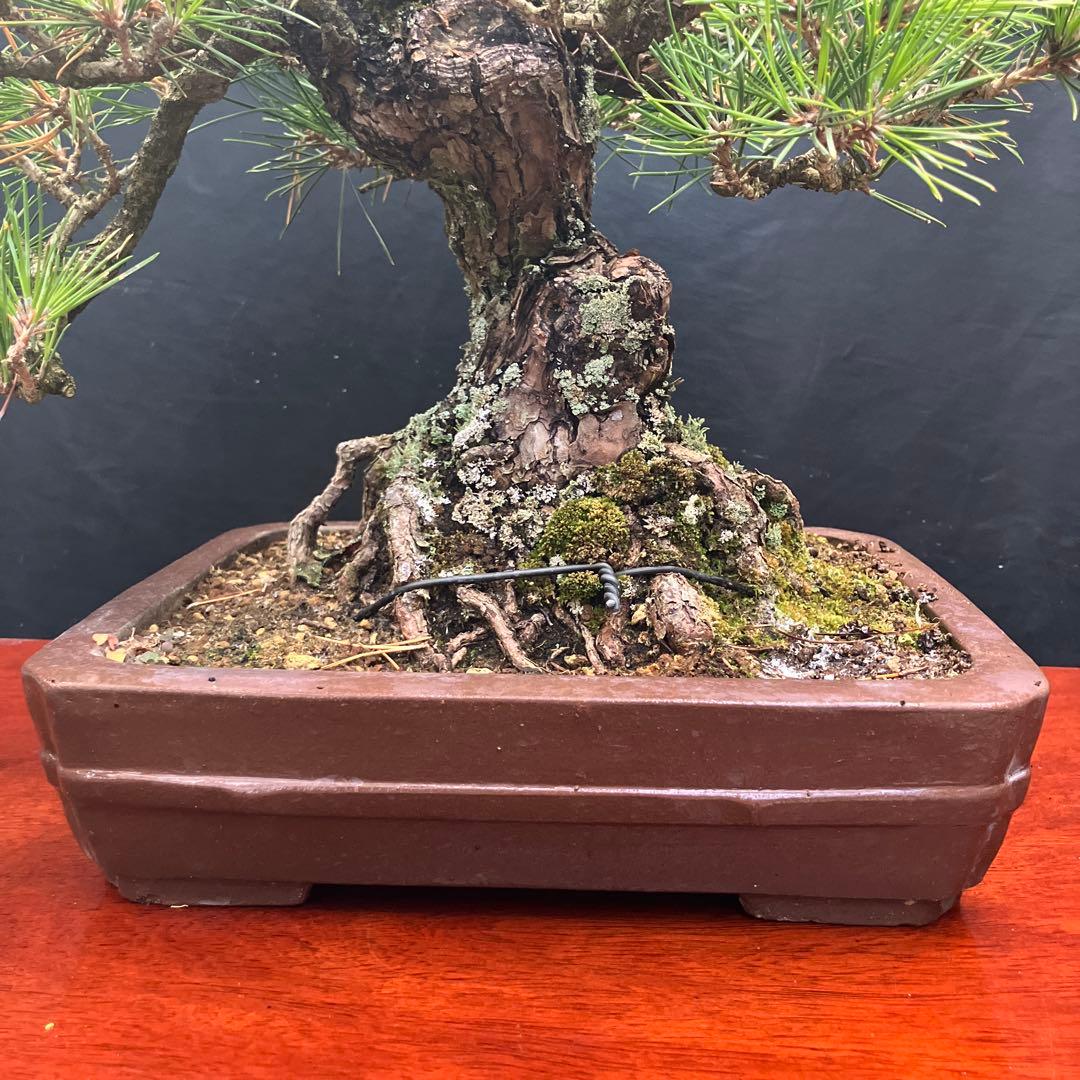 黒松 盆栽