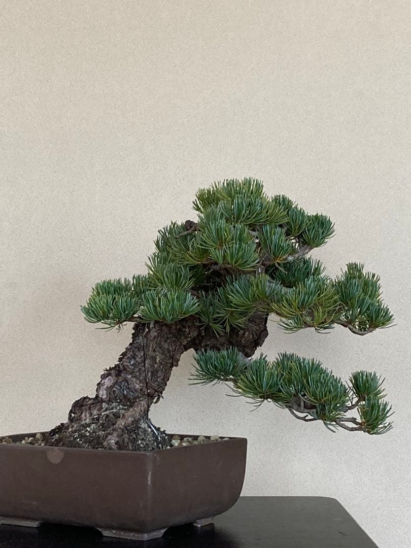 値下げ 早い者勝ち 盆栽 中品 五葉松 極太