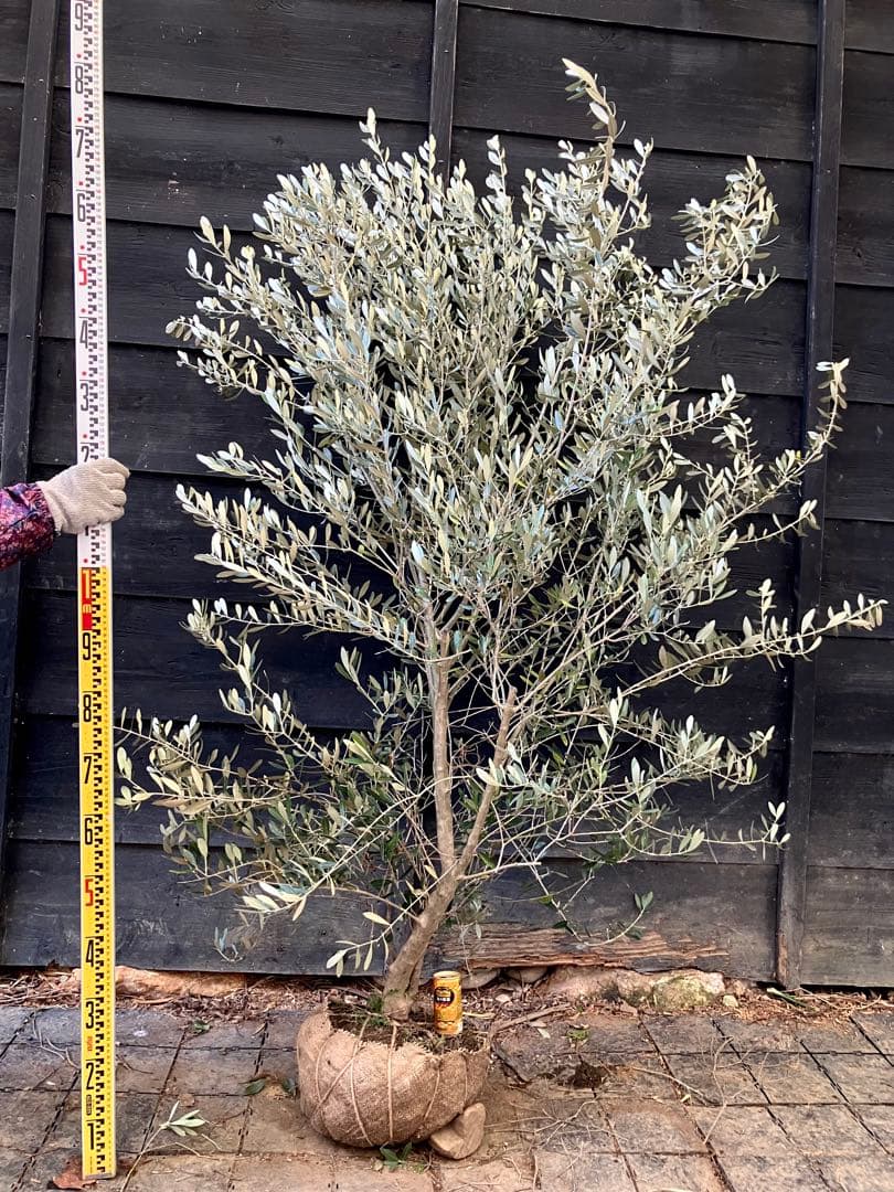 オリーブの木　ミッション