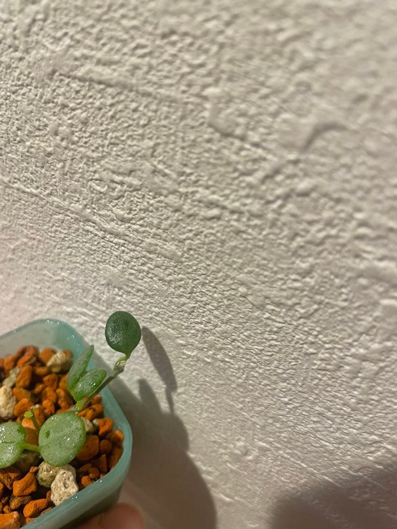 珍種ホヤセルペンス シルバーHoya Serpens silver 小苗